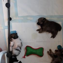 Pomeranian Puppies from Tonia's Pomeranians