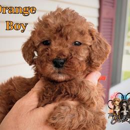 Orange boy - Red  male Goldendoodle puppy in Enfield, Connecticut from Sweet Connecticut Doodles