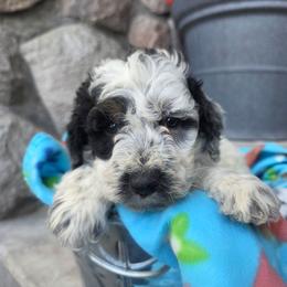 Boris - Black and white male Bernedoodle puppy in Blackfoot, Idaho from Draper Mountain Doodles