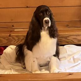 Charlotte - English Springer Spaniel