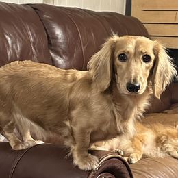Marley - Dachshund