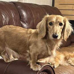 Marley - Dachshund