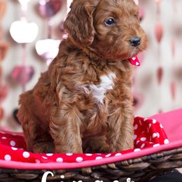 Goldendoodle Puppies from Harpers Goldendoodles on the Hill