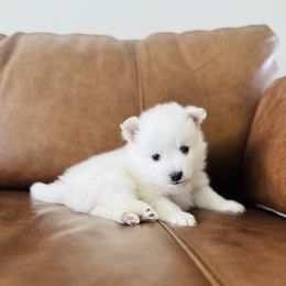 Dex - White American Eskimo Dog puppy in Utah from Brookside Eskies