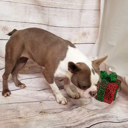Grace - Boston Terrier