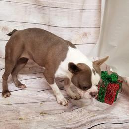 Grace - Boston Terrier