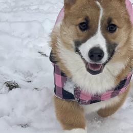 Marley - Sable female Pembroke Welsh Corgi puppy in Hanover, Pennsylvania from Happily Ever After Corgis