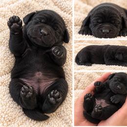 Coal - Black male Labrador Retriever puppy in Ozark, Missouri from Westwind Labradors