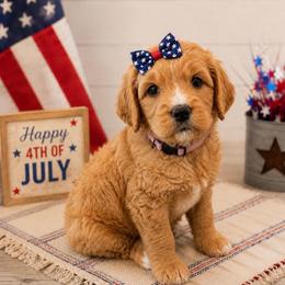 Mama Bear - Apricot female Goldendoodle puppy in Rocky Point, North Carolina from CelticDoods