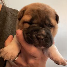 Chinese Shar-Pei Puppies from HapPei House of Wrinkles