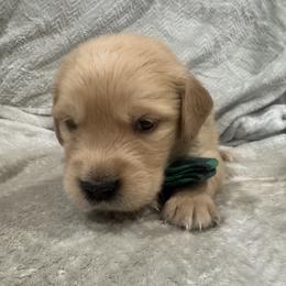 Comet:Green collar - Golden male Golden Retriever puppy in Monterey, Tennessee from Lawson’s Green Acres Goldens and Mini Dachshunds