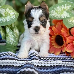 Boy 1 - Black tan and white male Biewer Terrier puppy in Lathrop, California from Forever Charmed