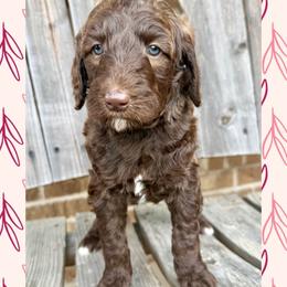 Maple - Phantom female Goldendoodle puppy in Caddo Mills, Texas from Fire Wife Doodles