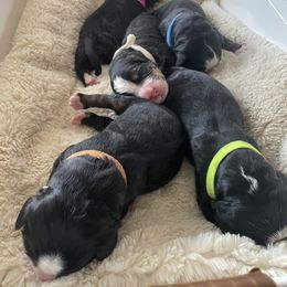 Bernese Mountain Dog Puppies from Summit Soulmate