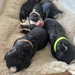 Bernese Mountain Dog Puppies from Summit Soulmate