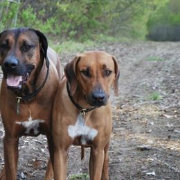 Rhodesian Ridgebacks from Cape Ridge Rhodesian Ridgebacks
