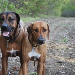 Rhodesian Ridgebacks from Cape Ridge Rhodesian Ridgebacks