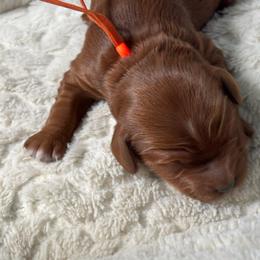 Boy Spot 2 - Red  male Goldendoodle puppy in Idaho Falls, Idaho from Triple H puppies