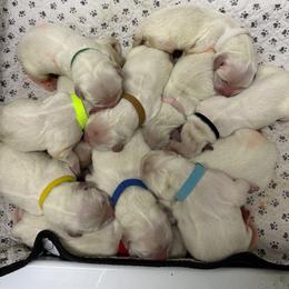 Boy Pick 1 - male Golden Retriever puppy in Waterloo, Indiana from All 4 Paws of Pheasant Run
