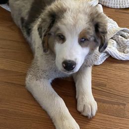 Australian Shepherds and Goldendoodles from Anglin Doodles