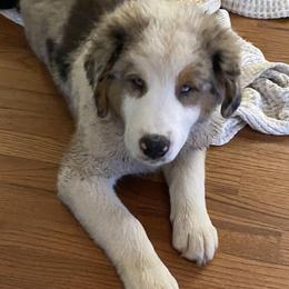 Australian Shepherds and Goldendoodles from Anglin Doodles