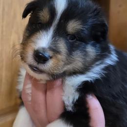 Scout - Black white and tan male Shetland Sheepdog puppy in Luray, Missouri from Krayola Shelties