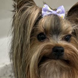 Yorkshire Terriers from Lil Country Gems Yorkies