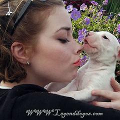 "Dogo Argentino puppy" Dogo Argentino Puppies from Legend Dogos Dogo Argentinos