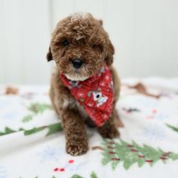 Arlo - Red  male Goldendoodle puppy in Apopka, Florida from Rae Precious Puppies
