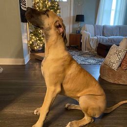 Great Danes from Bauman Great Danes