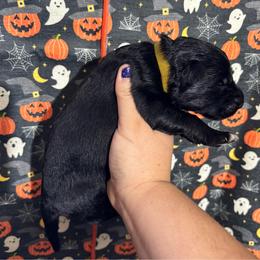 Winter - Black female German Shepherd puppy in Watervliet, Michigan from M&M Shepherd Farms