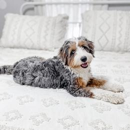 Ever - Bernedoodle