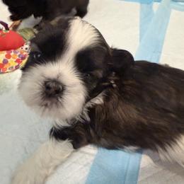 Zed - Tricolor male Shih Tzu puppy in Riverside, California from AKC Shih Tzu of California
