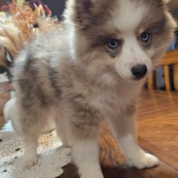 George - Merle male Pomsky puppy in Elgin, Oregon from Kenna'z Kuddly Pomskiez