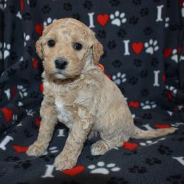 Whimsey - Apricot female Goldendoodle puppy in Jasper, Indiana from Hilltop Pups LLC