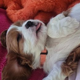 Dorothy - Blenheim Cavalier King Charles Spaniel puppy in Layton, Utah from Bill's Cavalier