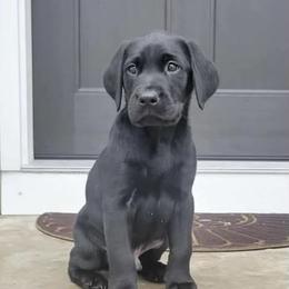 Labrador Retriever Puppies from Ozatonka British Labs