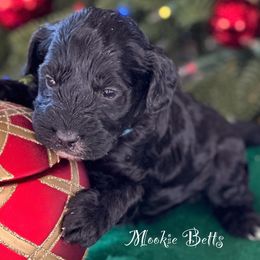 Australian Labradoodle Puppies from Sandcastle Labradoodles