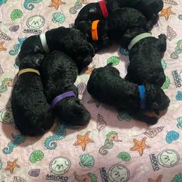 Pumi Puppies from Rocklin Farms Pumi