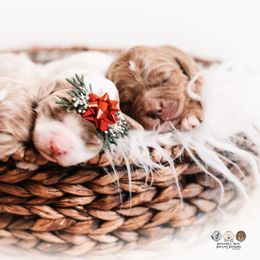 Cashmere - Red  male Goldendoodle puppy in Lima, Ohio from Hommel’s Mini Darling Doodles