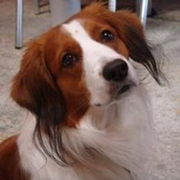 River - Nederlandse Kooikerhondje