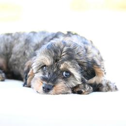 Stoney - Sable male Cavapoo puppy in Lawton, Oklahoma from Lindsey’s Cavies