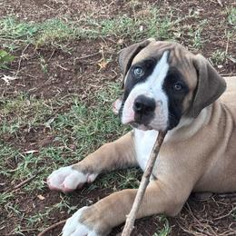 Oakley - Irish marked female Boerboel puppy in Pearce, Arizona from Desert Stronghold Boerboels