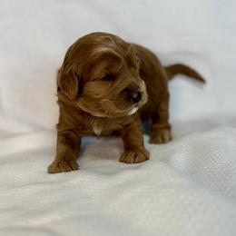 JORDAN - Red male Australian Labradoodle puppy in Austin, Texas from AussieTex Labradoodles