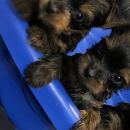 Yorkshire Terriers from Yorkie Queen Kennels