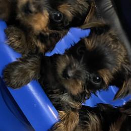 Yorkshire Terriers from Yorkie Queen Kennels