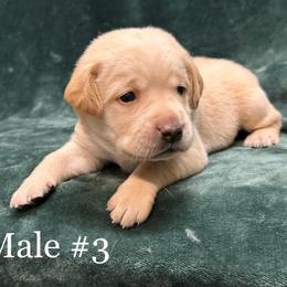 Third born - Yellow male Labrador Retriever puppy in Antwerp, Ohio from Clark’s Loyal Labradors
