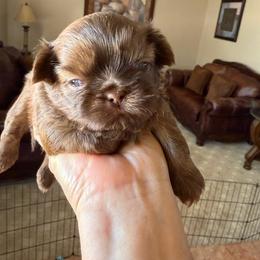 Logan - Red male Shih Tzu puppy in Oak Hills, California from High Desert  Shih Tzu