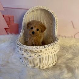 Muffin(AKC) - Cream female Poodle puppy in Moreno Valley, California from Yanni's Poodle