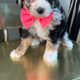 Pale Pink - Blue merle female Bernedoodle puppy in Curtice, Ohio from The Pink Doghouse